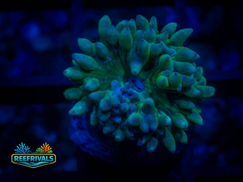 RVL Splashing Duncan coral image from ReefRivals, listed as Zoanthus sp. and Zoas
