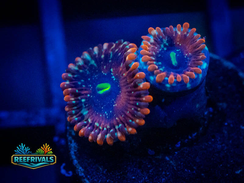 QCC Salted Agave Zoa coral image from ReefRivals, listed as Zoanthus sp. and Zoas