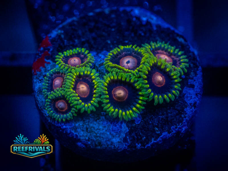 CC Lazer Lemon Zoa WYSIWYG coral image | ReefRivals CC Lazer Lemon Zoa coral image from ReefRivals, listed as Zoanthus sp. and Zoas
