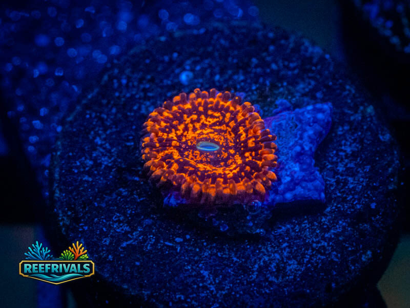 Nightmare 2.0 Zoa coral image from ReefRivals, listed as Zoanthus sp. and Zoas
