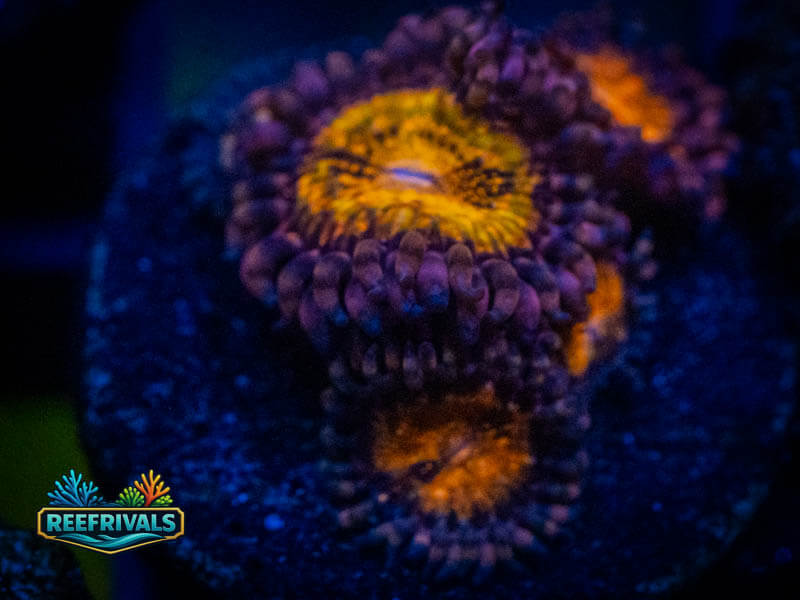 WWC Pandora Zoa coral image from ReefRivals, listed as Zoanthus sp. and Zoas