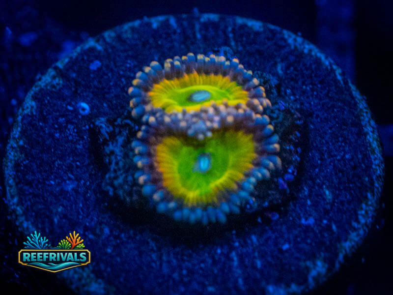 WWC Space Juice Zoa coral image from ReefRivals, listed as Zoanthus sp. and Zoas
