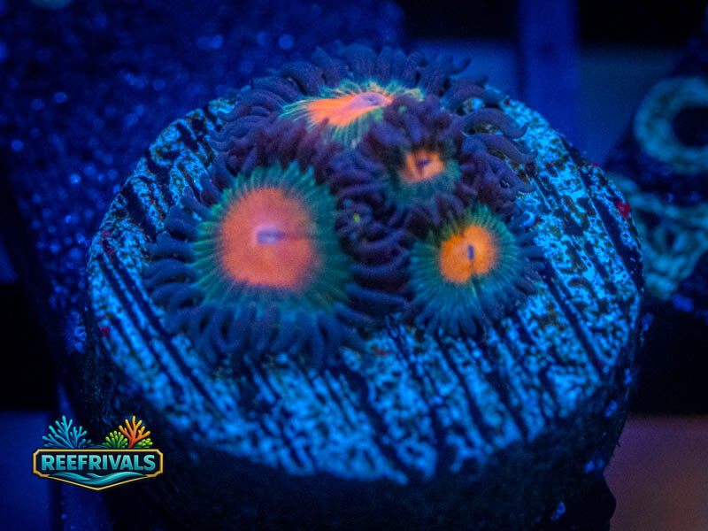 TG Citrus Zoa WYSIWYG coral image | ReefRivals TG Citrus Zoa coral image from ReefRivals, listed as Zoanthus sp. and Zoas