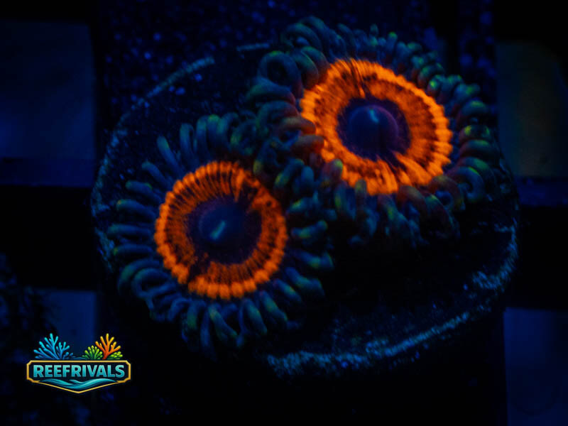 TG Devil's Armor Zoa coral image from ReefRivals, listed as Zoanthus sp. and Zoas