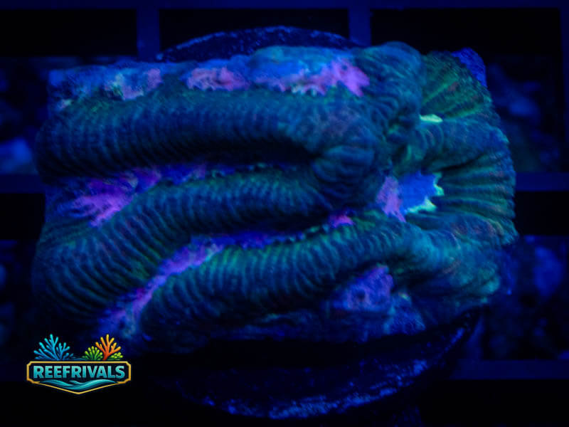 RS Pink Valley Maze Platy coral image from ReefRivals, listed as Platygyra sp. and Encrusting