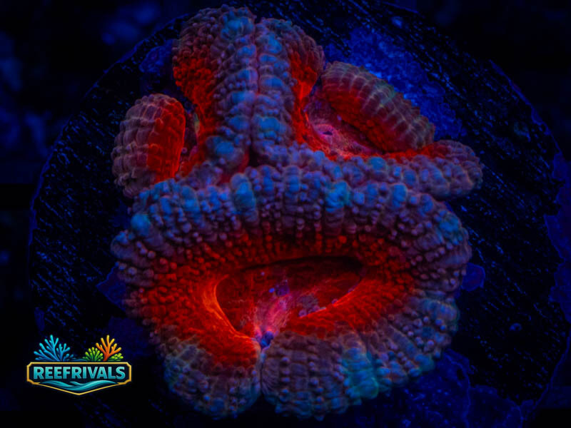 RVL Smiley Acan coral image from ReefRivals, listed as Micromussa sp. and Acans