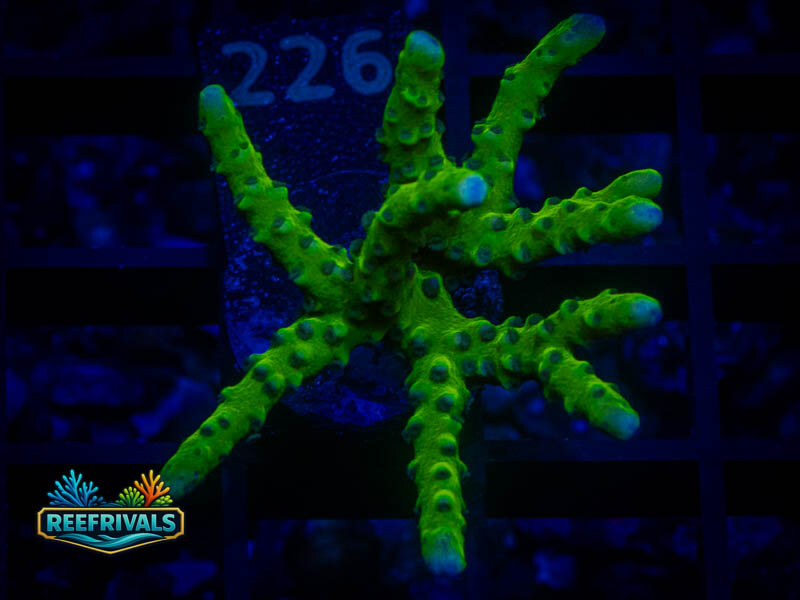 BR Green Goblin Acropora coral image from ReefRivals, listed as Acropora sp. and Acros