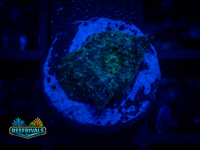 RVL Lost in Space Mushroom coral image from ReefRivals, listed as Discosoma spp. and Mushrooms