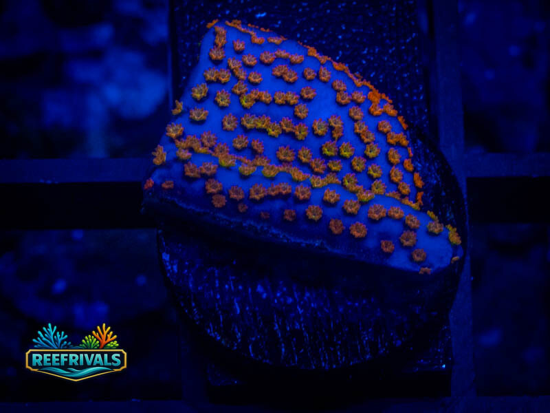 JF Grafted Rainbow Monti coral image from ReefRivals, listed as Montipora sp. and Montis