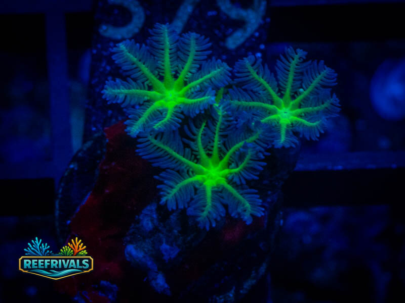 Neon Green Clove Polyps coral image from ReefRivals, listed as Clavularia sp. and Soft Coral