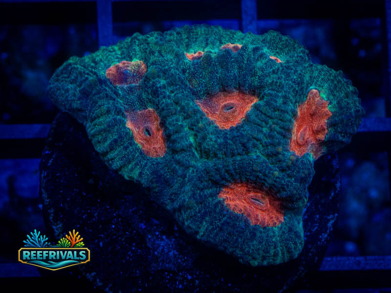 TG Demon Eyes Favia coral image from ReefRivals, listed as Favia sp. and Favias