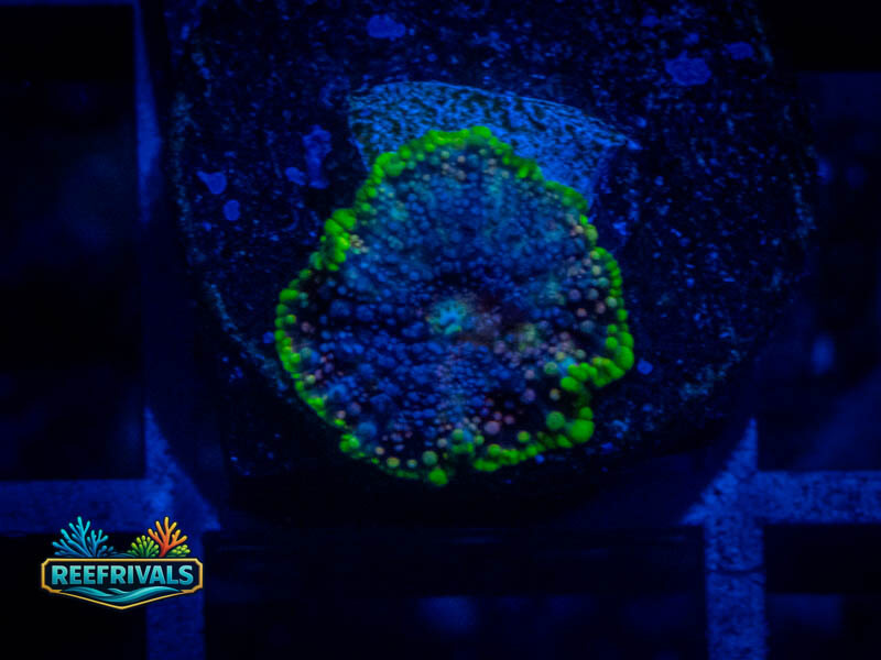 RVL Toxic Rim Mushroom coral image from ReefRivals, listed as Discosoma spp. and Mushrooms