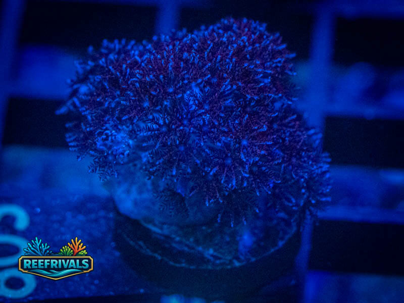 RVL Blueberry Pipe Organ coral image from ReefRivals, listed as Tubipora musica and Soft Coral