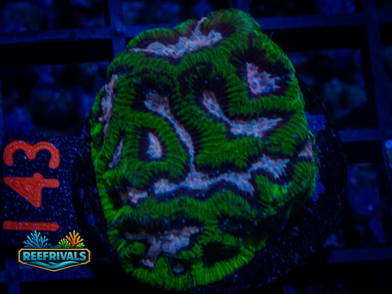 RS Pink Valley Maze Platy coral image from ReefRivals, listed as Platygyra sp. and Encrusting