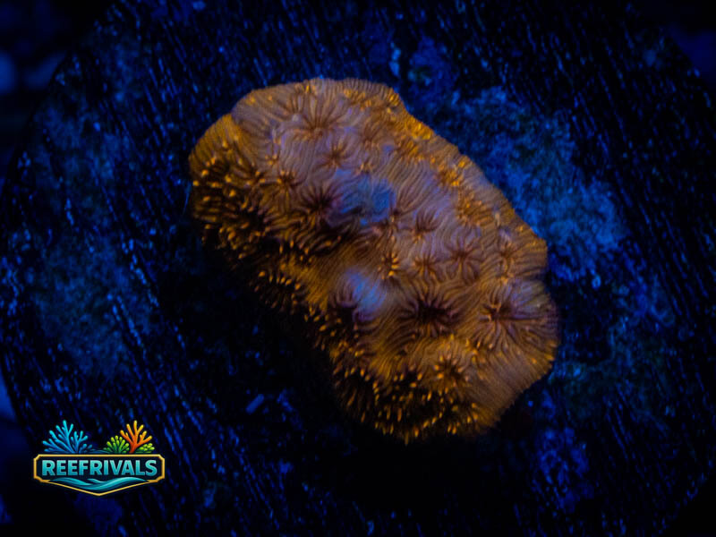 WWC Golden Pavona coral image from ReefRivals, listed as Pavona sp. and Encrusting