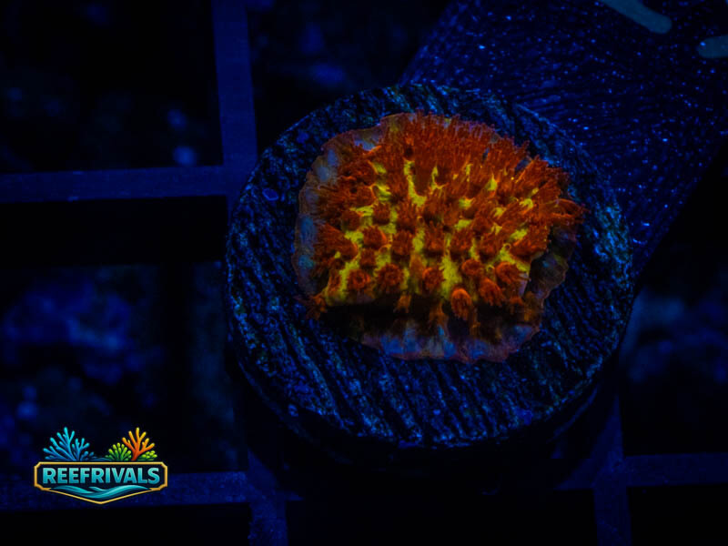 JF Burning Banana Stylo coral image from ReefRivals, listed as Stylocoeniella spp. and Encrusting