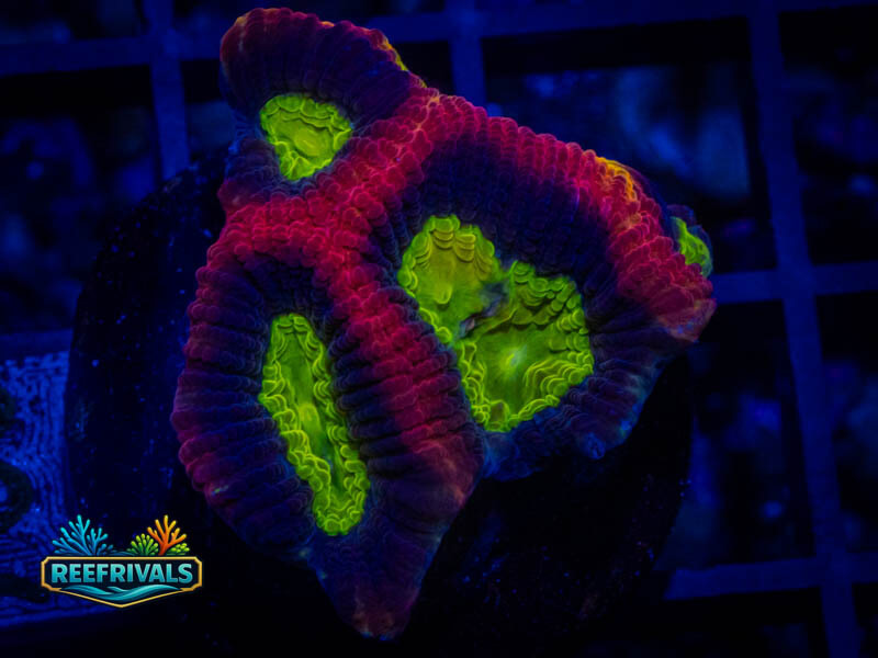 TSA Dragon Soul Favia coral image from ReefRivals, listed as Favia sp. and Favias