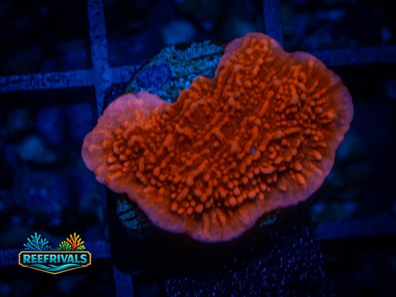 RVL Candy Zap Monti coral image from ReefRivals, listed as Montipora sp. and Montis