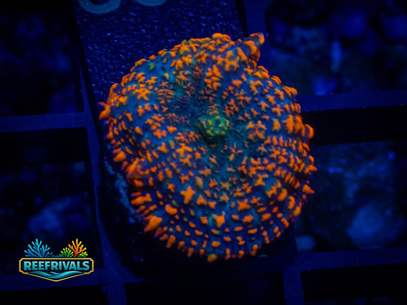 WWC Maui Sunrise Mushroom WYSIWYG coral image | ReefRivals WWC Maui Sunrise Mushroom coral image from ReefRivals, listed as Rhodactis spp. and Mushrooms
