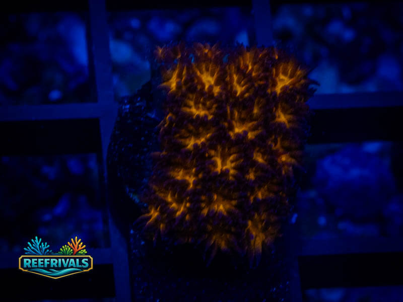 WWC Honeycomb Leptastrea coral image from ReefRivals, listed as Leptastrea sp. and SPS Branching