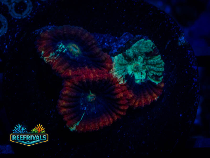 RVL Lava Rim Favia coral image from ReefRivals, listed as Favia sp. and Favias