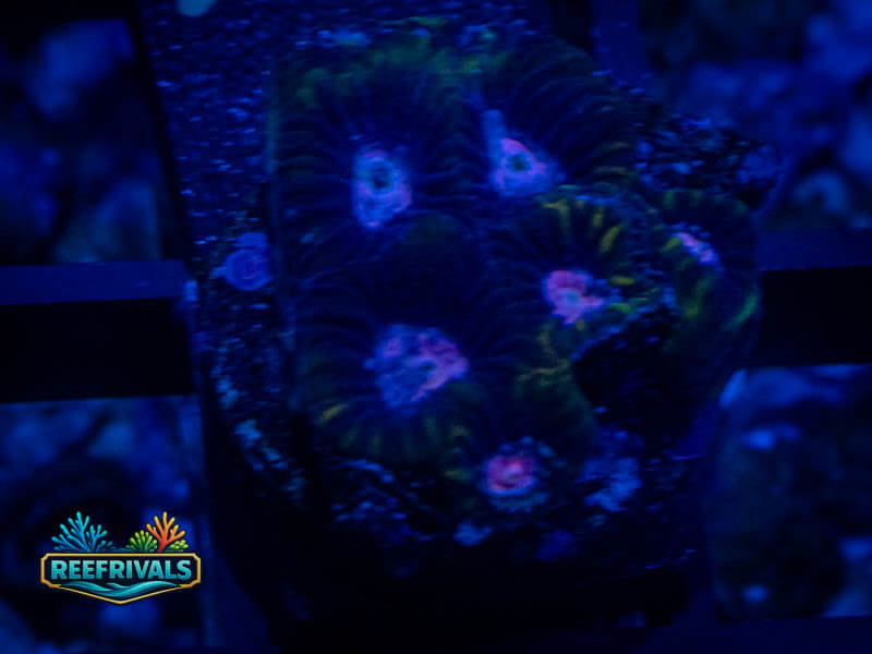 RVL Prince Favia coral image from ReefRivals, listed as Favia sp. and Favias