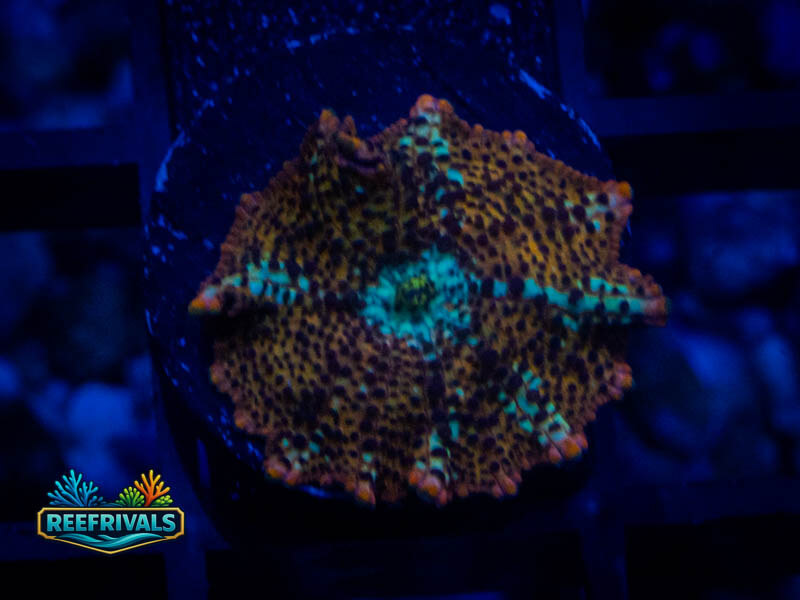 QCC Orange Leopard Mushroom coral image from ReefRivals, listed as Discosoma spp. and Mushrooms
