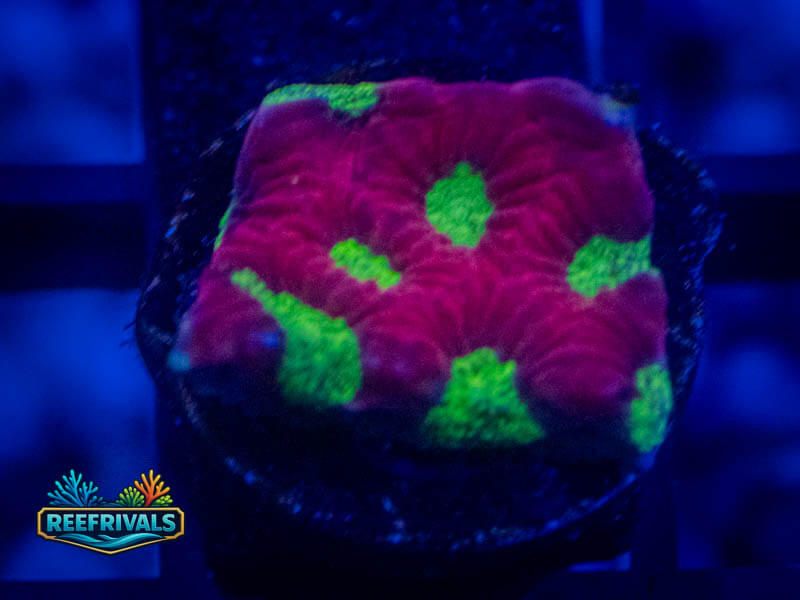 RVL Strawberry Favia coral image from ReefRivals, listed as Favia sp. and Favias
