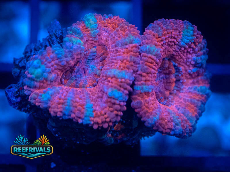 RVL Strawberries & Cream Acan WYSIWYG coral image | ReefRivals RVL Strawberries & Cream Acan coral image from ReefRivals, listed as Micromussa sp. and Acans