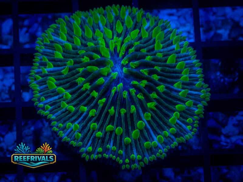 KK Bullseye Fungia WYSIWYG coral image | ReefRivals KK Bullseye Fungia coral image from ReefRivals, listed as Fungia sp. and LPS Fleshy