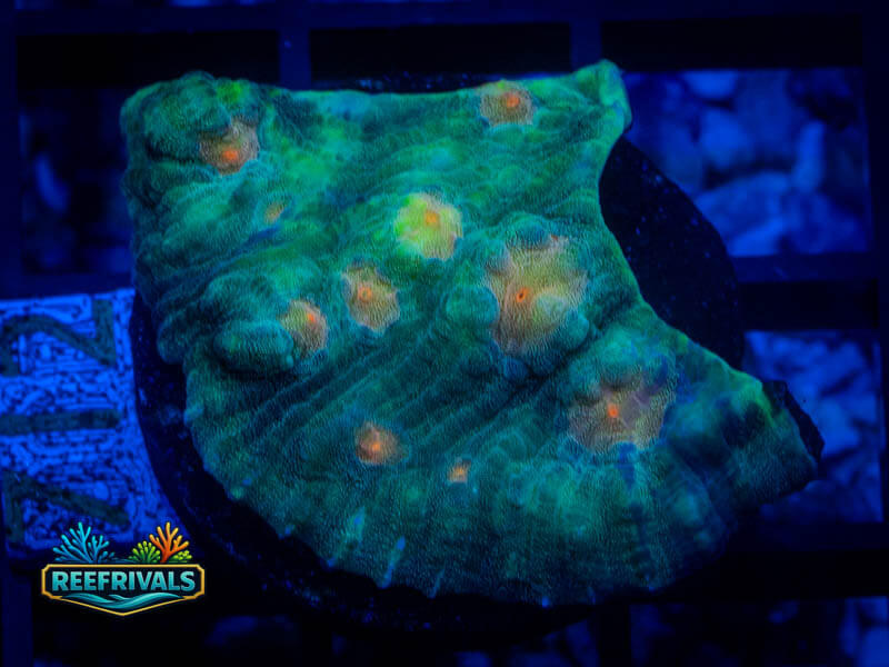 TG Candy Corn Chalice coral image from ReefRivals, listed as Echinophyllia sp. and Chalices