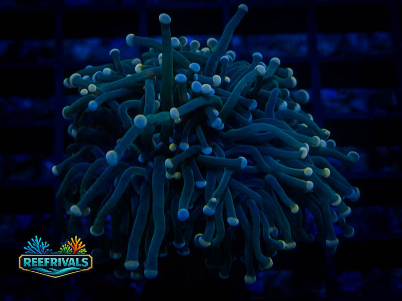 TSA Cotton Candy Torch coral image from ReefRivals, listed as Euphyllia glabrescens and Torches