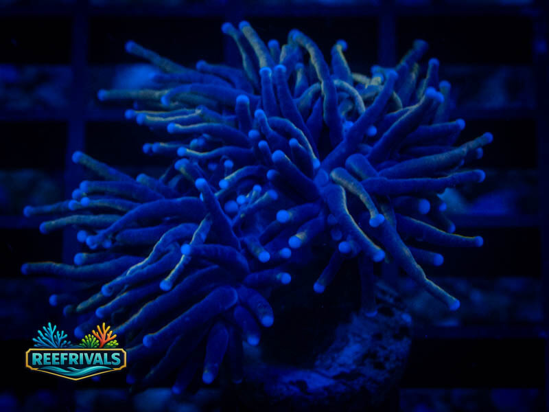 TG New York Knicks Torch (3 Heads) coral image from ReefRivals, listed as Euphyllia glabrescens and Torches
