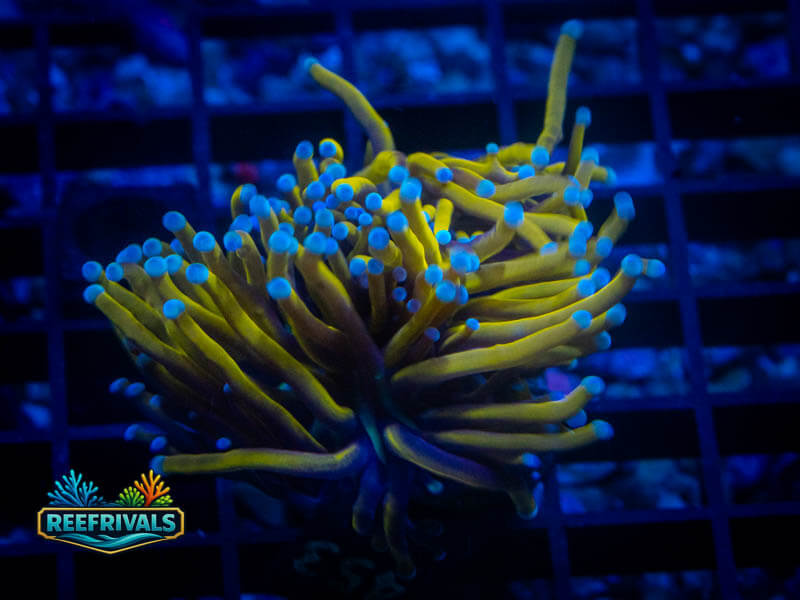 SA Ignited Dragon Torch coral image from ReefRivals, listed as Euphyllia glabrescens and Torches