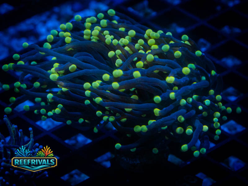 ARC Rasta Torch WYSIWYG coral image | ReefRivals ARC Rasta Torch coral image from ReefRivals, listed as Euphyllia glabrescens and Torches