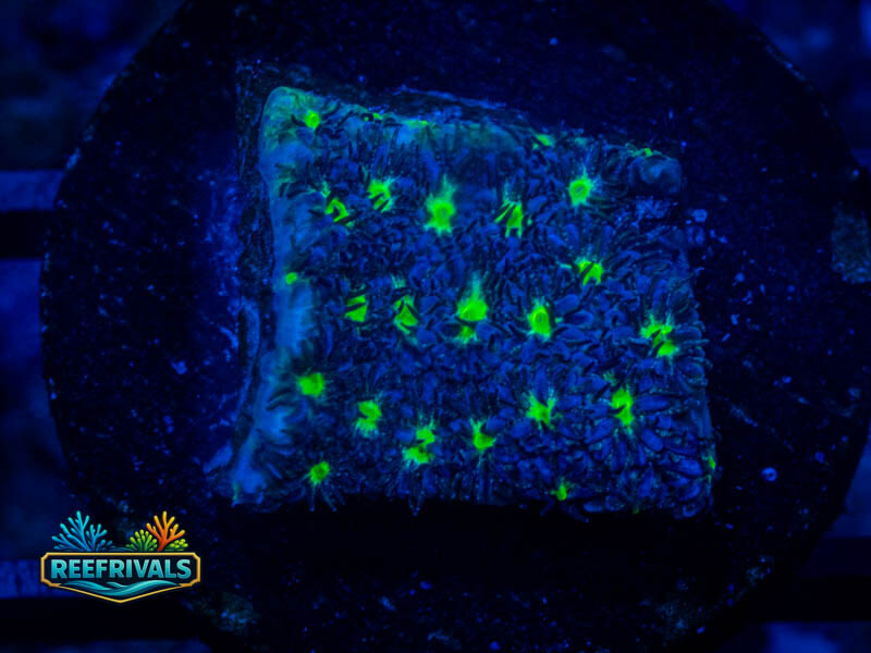 WWC Spooky Leptastrea coral image from ReefRivals, listed as Leptastrea sp. and Encrusting