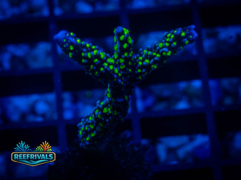 RS Garf Bonsai Acropora coral image from ReefRivals, listed as Acropora sp. and Soft Coral
