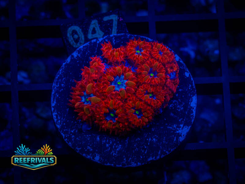 ECC Blue Raven Blasto coral image from ReefRivals, listed as Blastomussa sp. and LPS Fleshy