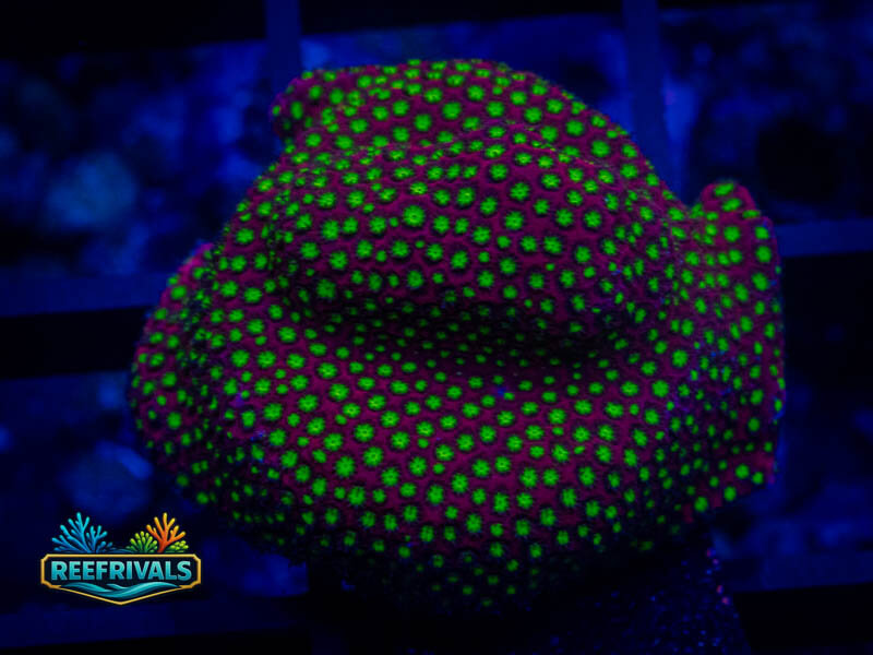 RVL Electric Daisy Stylo coral image from ReefRivals, listed as Stylocoeniella spp. and SPS Branching