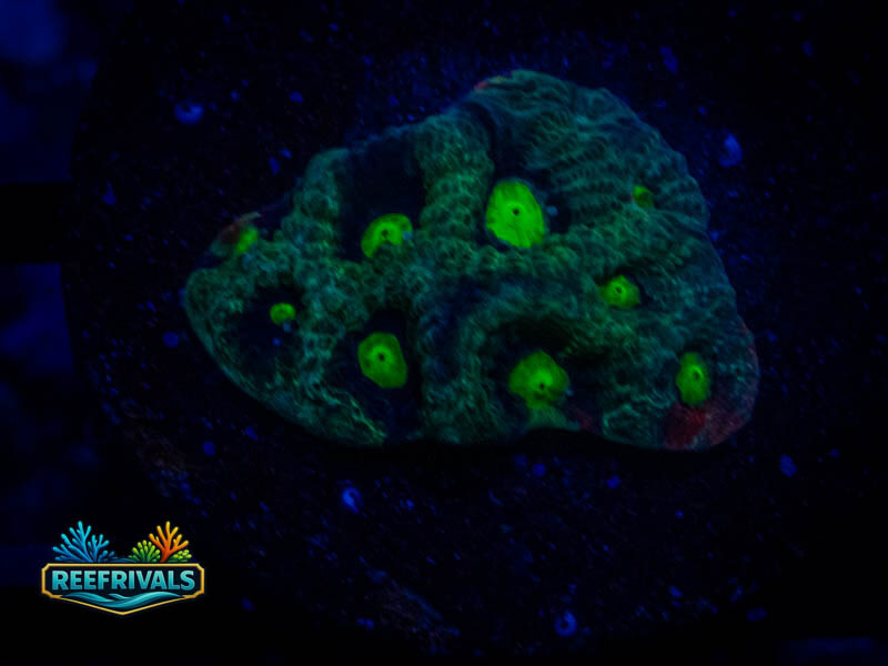 RVL Lime Green Favia coral image from ReefRivals, listed as Favia sp. and Favias