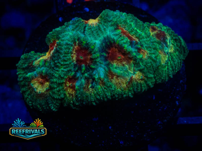 RMF Paradise Favia WYSIWYG coral image | ReefRivals RMF Paradise Favia coral image from ReefRivals, listed as Favia sp. and Favias
