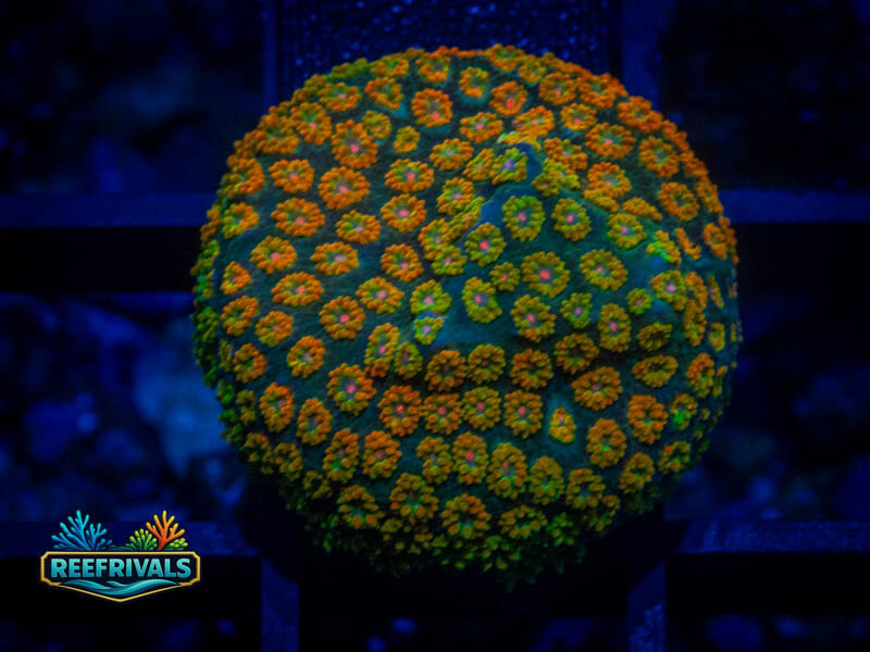 RVL OJ Leptastrea coral image from ReefRivals, listed as Leptastrea sp. and SPS Plating