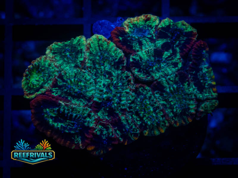 RVL Lava Rim Favia coral image from ReefRivals, listed as Favia sp. and Soft Coral