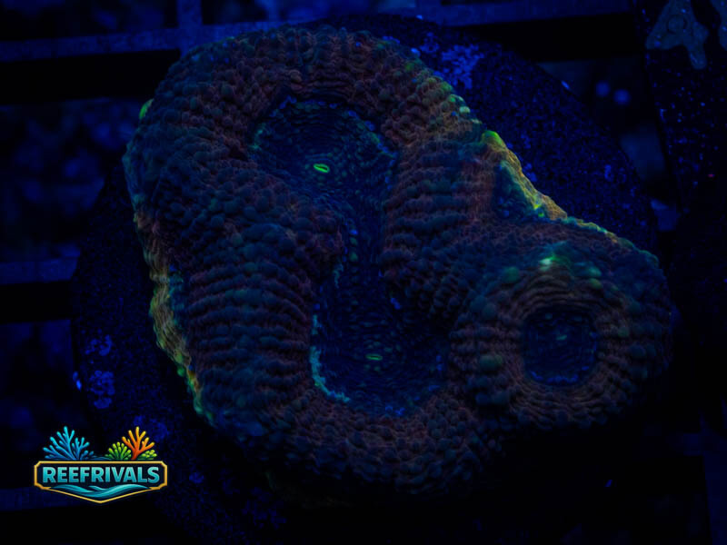 RVL Deep Souls Echinata WYSIWYG coral image | ReefRivals RVL Deep Souls Echinata coral image from ReefRivals, listed as Micromussa sp. and Acans
