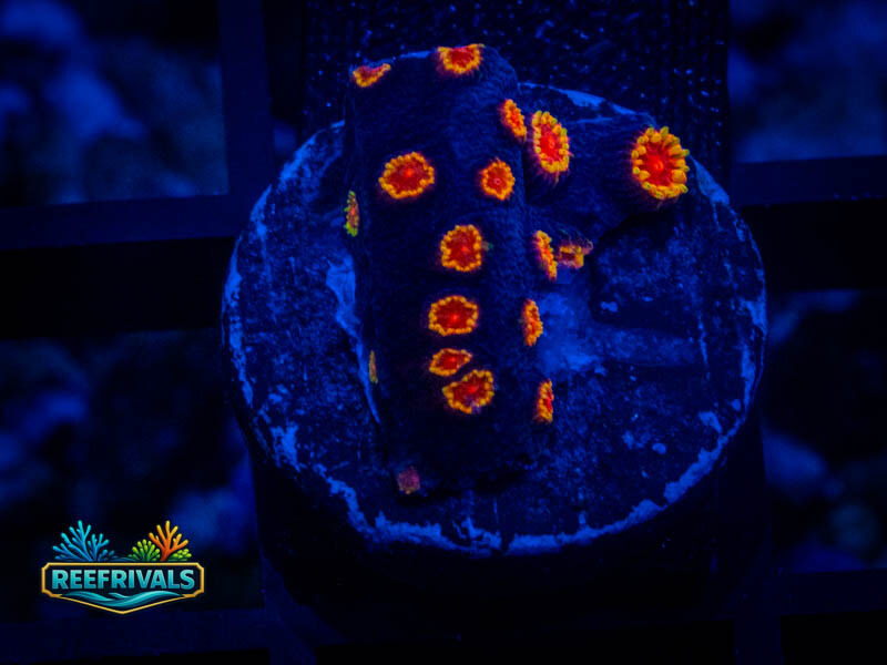 TG Bizarro Cyphastrea coral image from ReefRivals, listed as Cyphastrea sp. and Encrusting