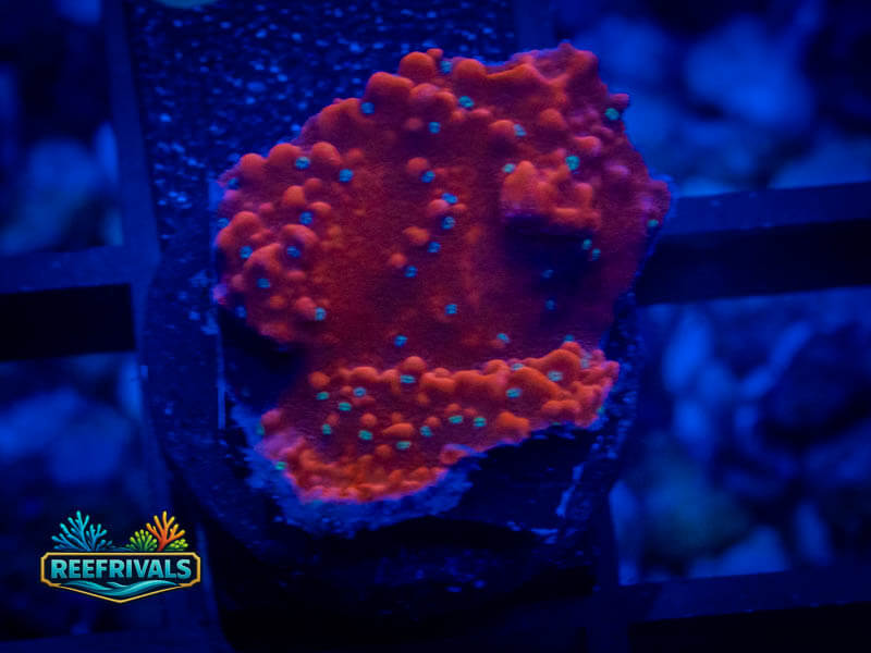 TSA Where's Waldo Monti coral image from ReefRivals, listed as Montipora sp. and Montis