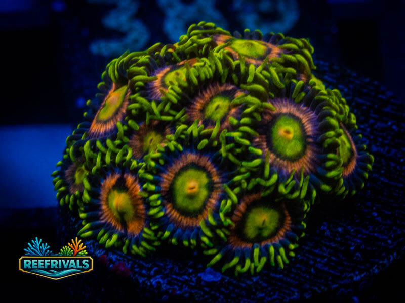 Yellow Mamba Zoa coral image from ReefRivals, listed as Zoanthus sp. and Zoas