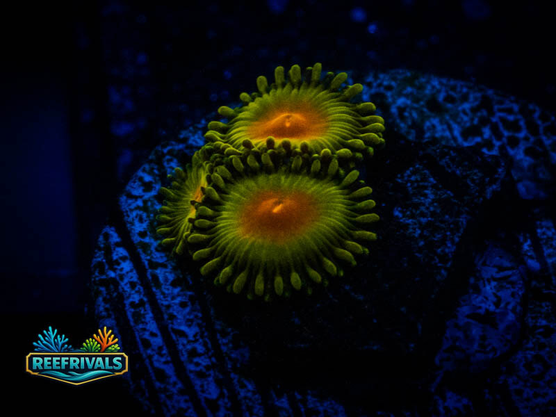 WWC Queen Midas Zoa coral image from ReefRivals, listed as Zoanthus sp. and Zoas