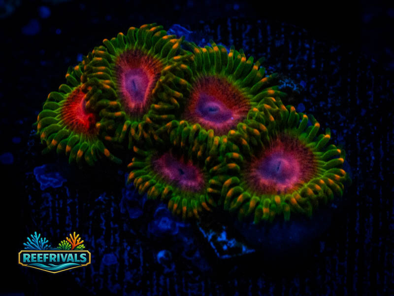 TG Awesome Blossom Zoa coral image from ReefRivals, listed as Zoanthus sp. and Zoas