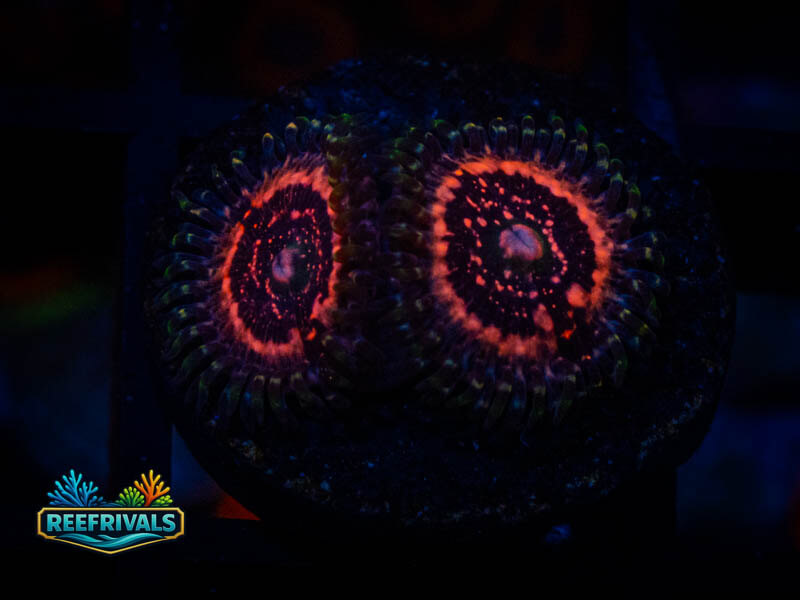 TSA Shirley Goose Zoa coral image from ReefRivals, listed as Zoanthus sp. and Zoas